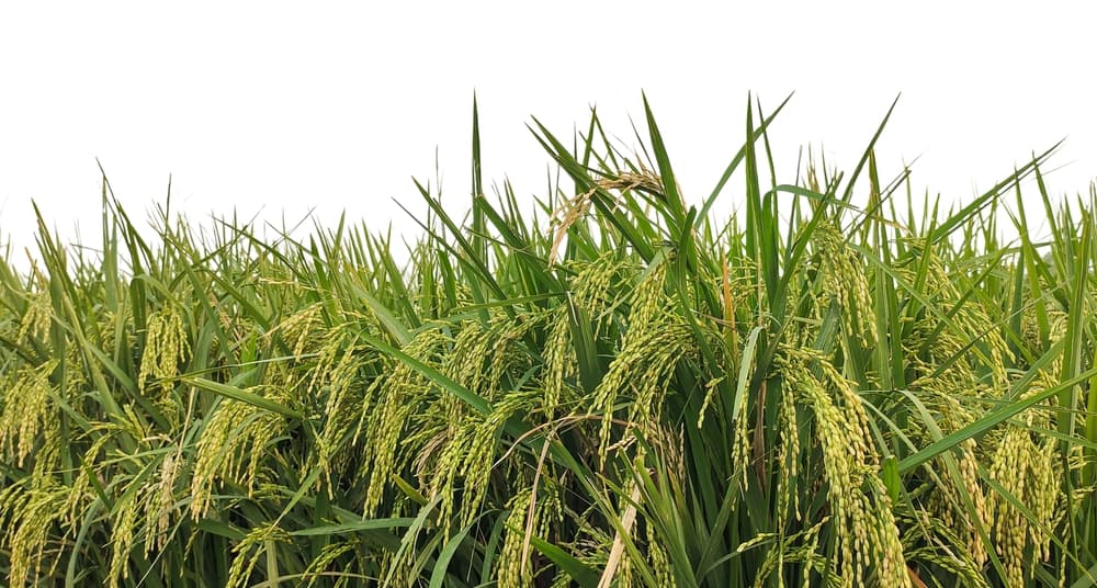 Paraguay tendría que llegar a 380.000 ha más para escalar en el ranking mundial del arroz