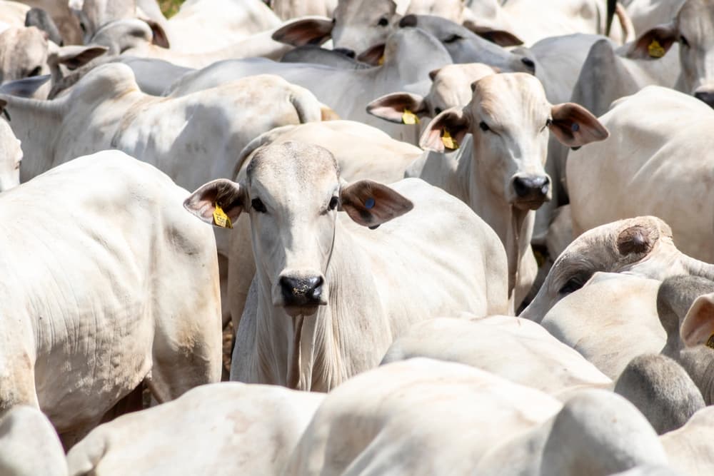 Menos carne, más valor: la exportación bovina cae 29% en volumen, pero gana precio en 2026