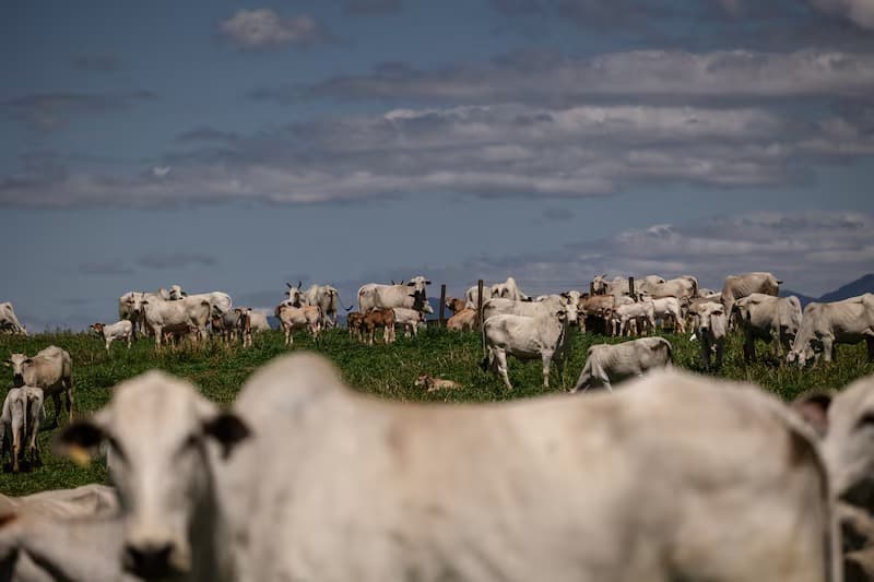 La carne brasileña gana terreno mientras Trump busca bajar precios