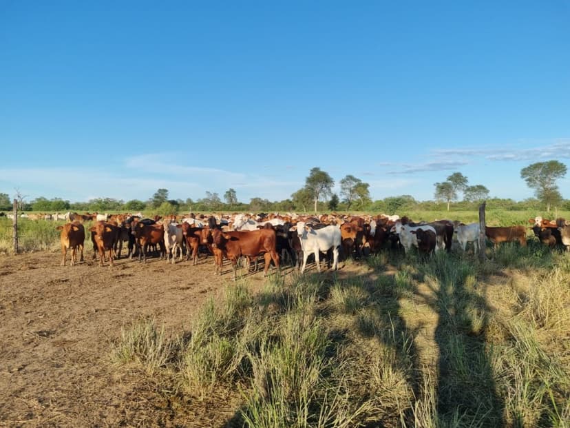 Banca pública destina US$ 5 millones para aumentar el hato ganadero en Paraguay