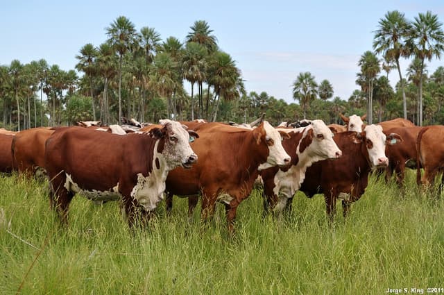 El alcance real del crédito para aumentar el hato ganadero