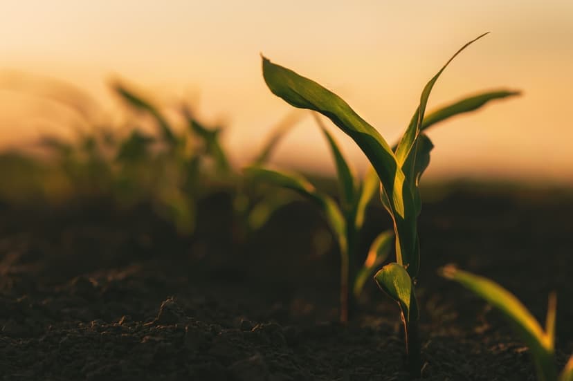 Heladas ponen en alerta al sector productivo entre este lunes y martes