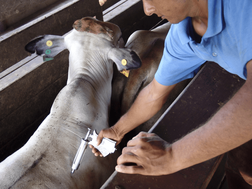 Analizan impacto de levantar la vacunación contra la fiebre aftosa
