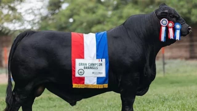 Vaca paraguaya electa como Miss Mundo 2025