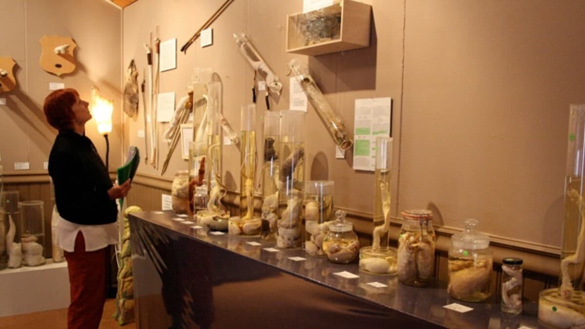 ¿Cuáles son los museos más raros del mundo y cuál es el costo de visitarlos?