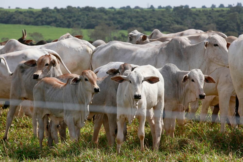 Fecoprod concentra un tercio del hato ganadero y analiza la transición sanitaria
