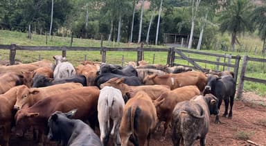 ¿Qué está pasando con la ganadería paraguaya? Los datos que revelan un cambio profundo en el campo