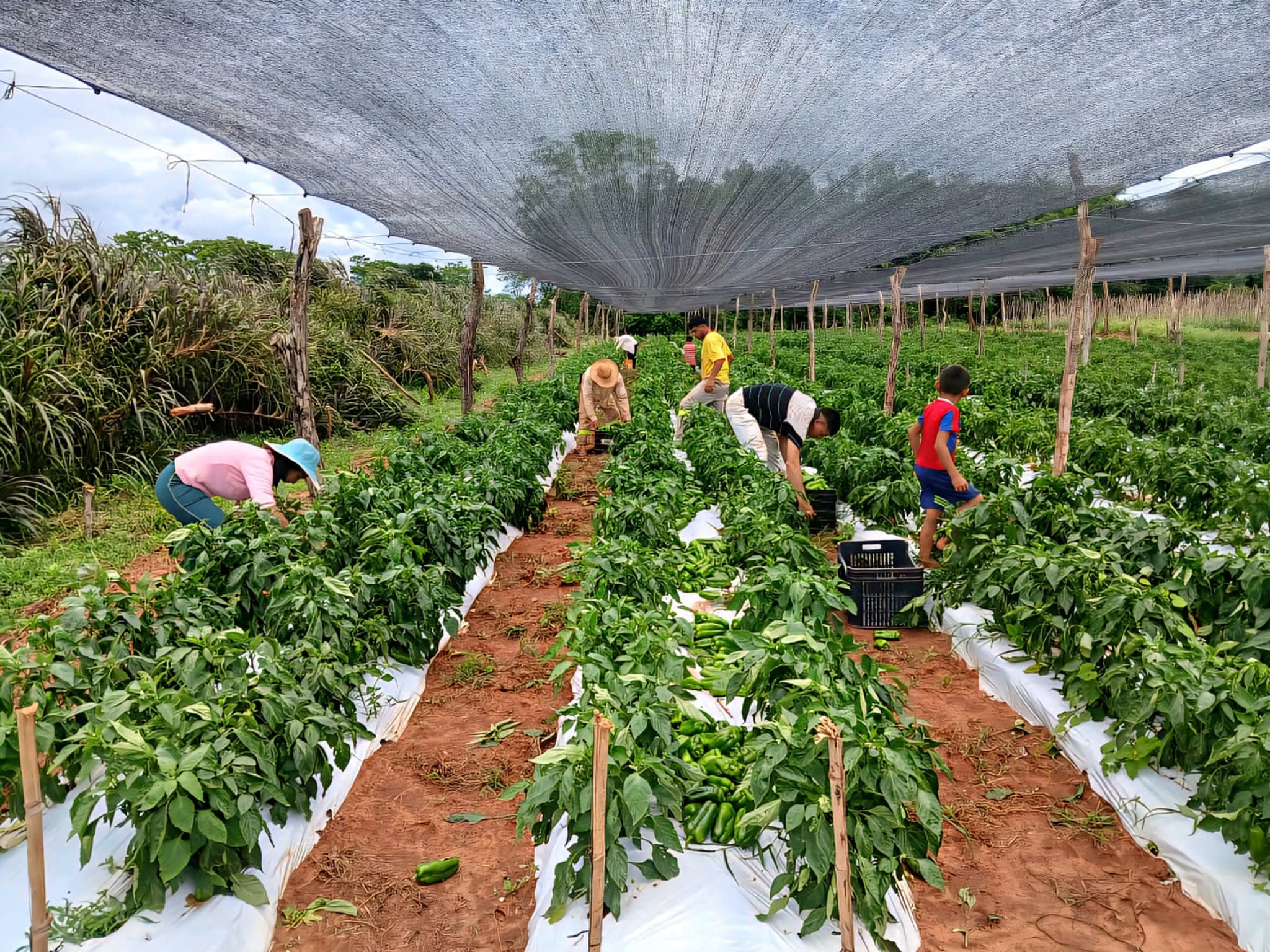 KOICA destina US$ 12 millones para elevar la productividad hortícola en cuatro cultivos