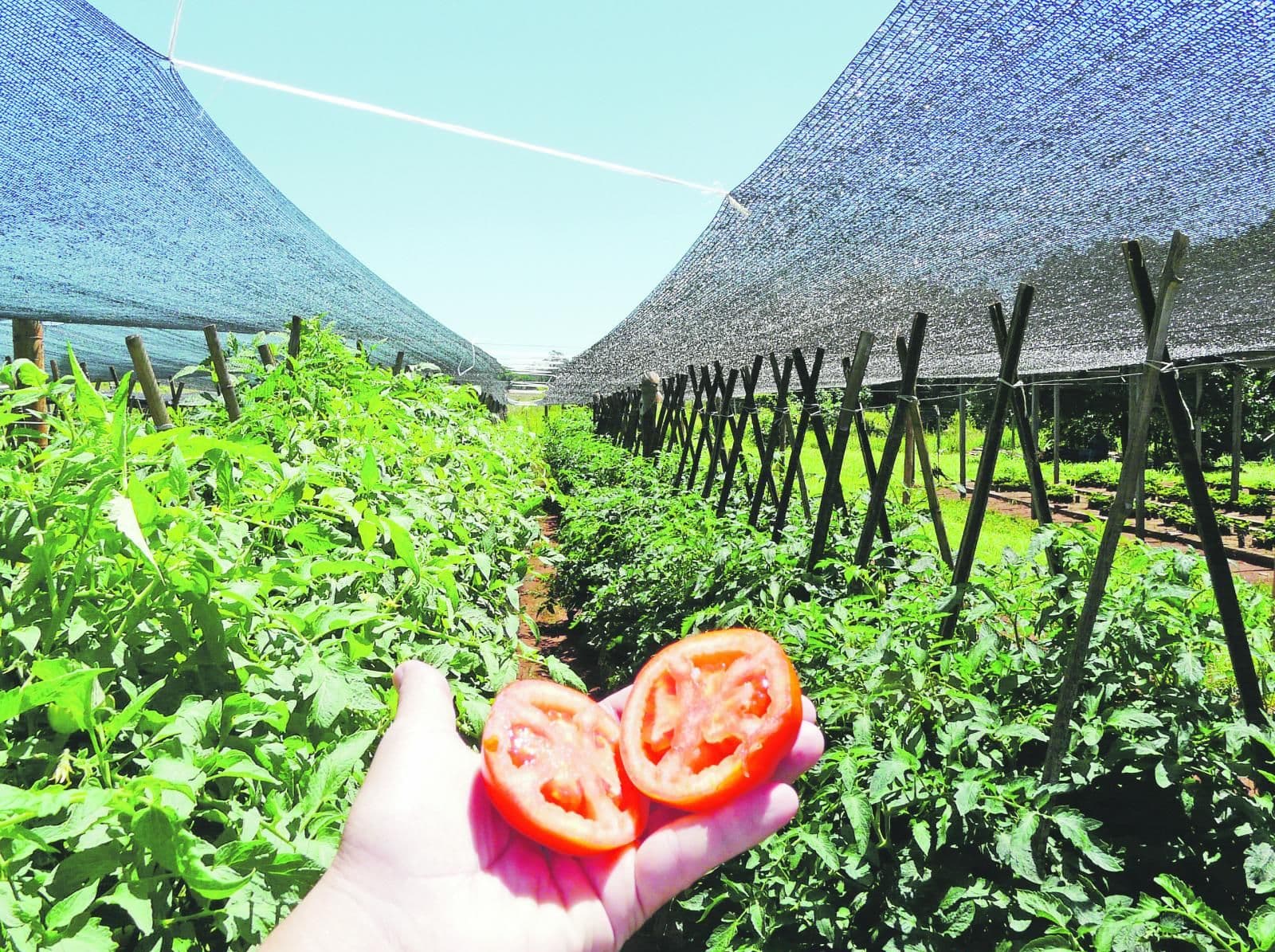 Tomates caros nunca más
