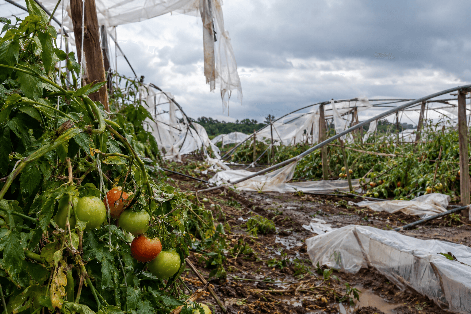 El temporal golpea al tomate y pone en riesgo la oferta para fin de año